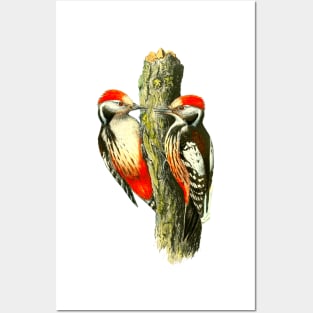 Red tufted finch on tree trunk Posters and Art